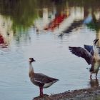 Gänse, Abendlicht