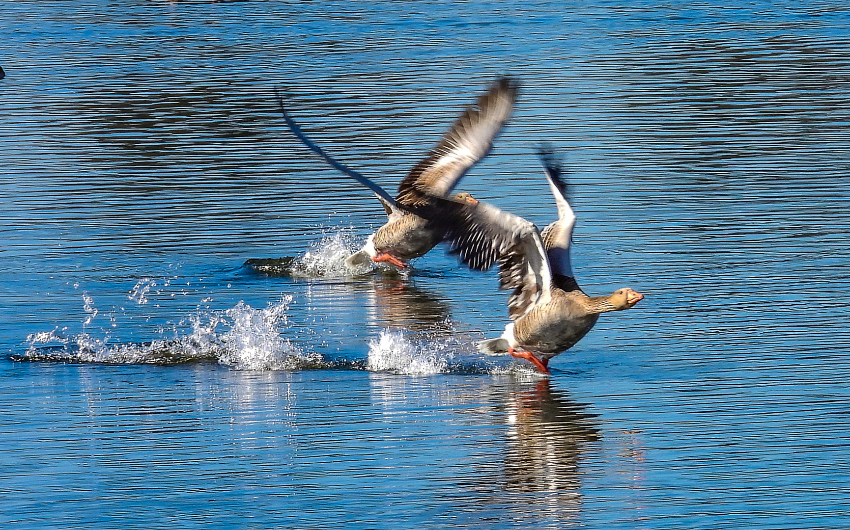 Gänse Abflug