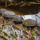 Gänse- äh - Schildkrötenmarsch? Wildpark Bad Mergentheim