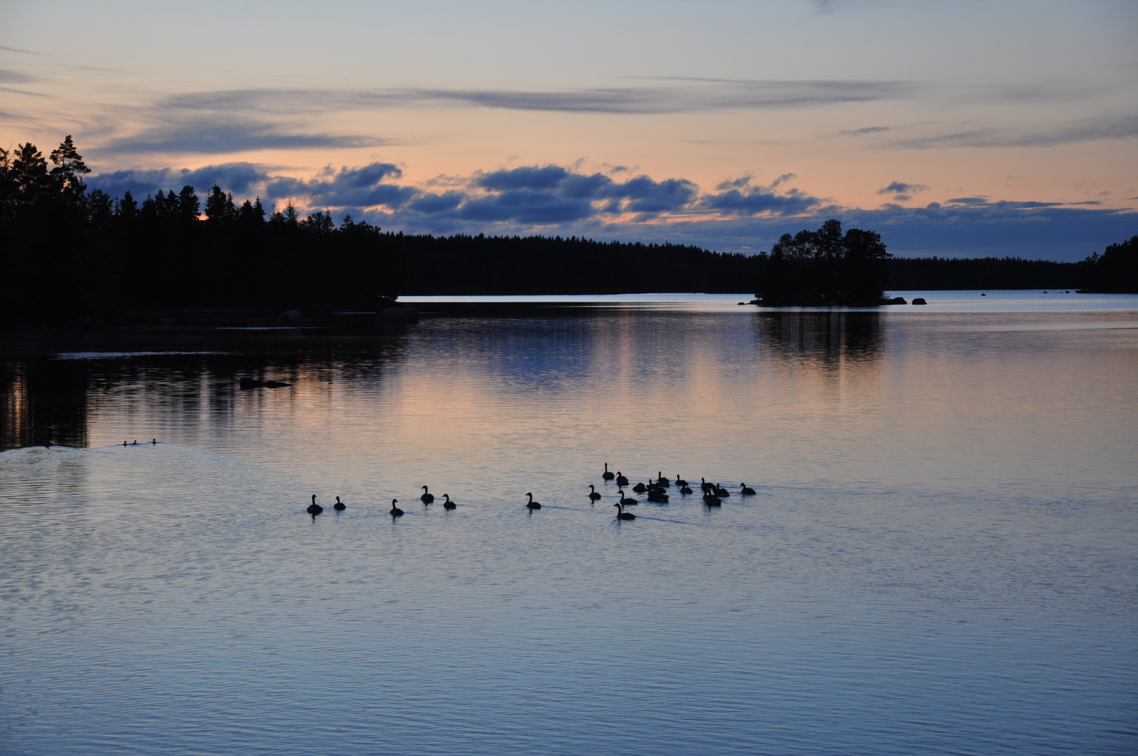 Gänse am Abend