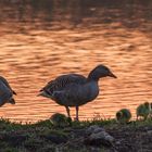 Gänse am Abend