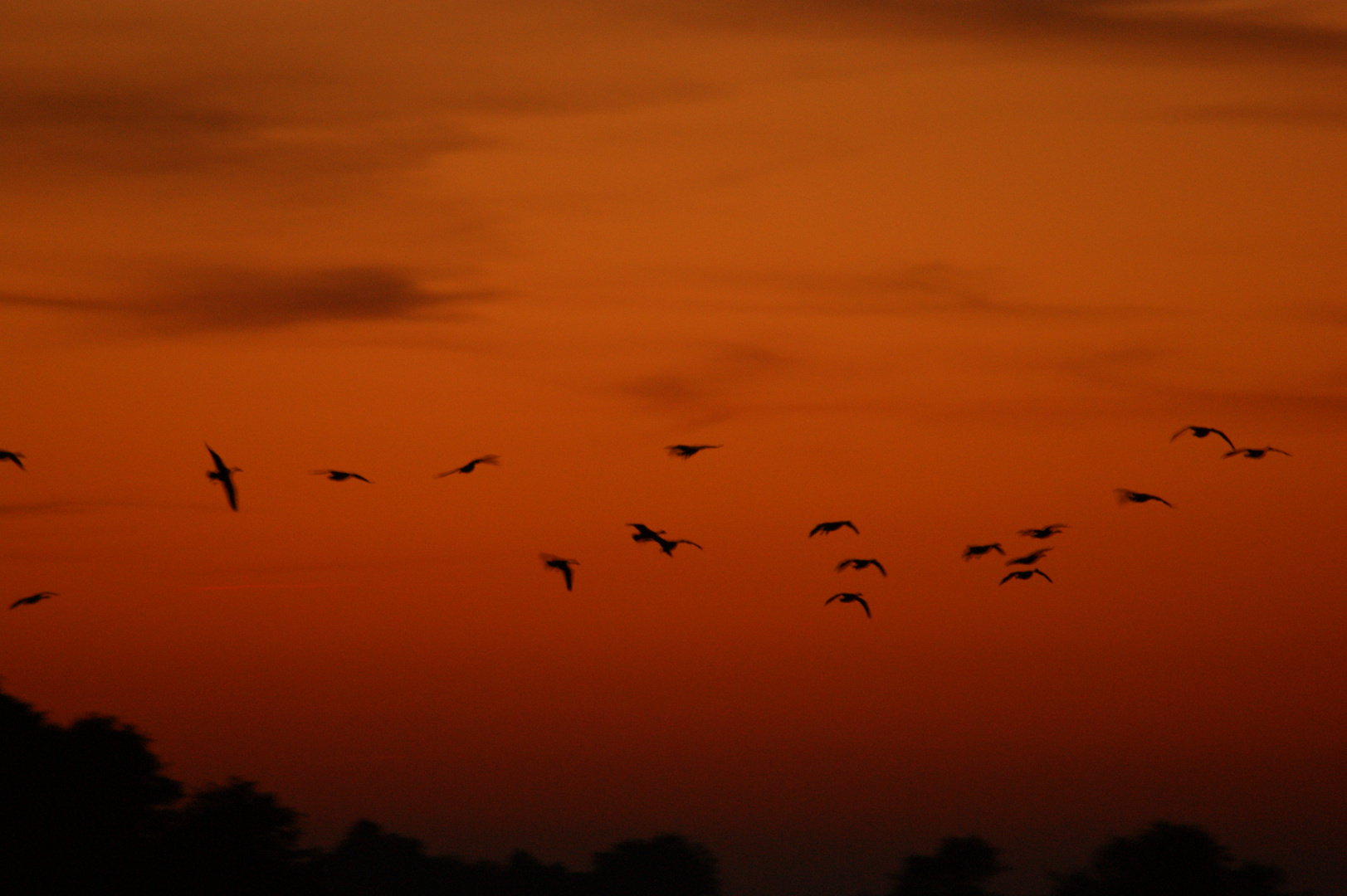 Gänse am Abendhimmel