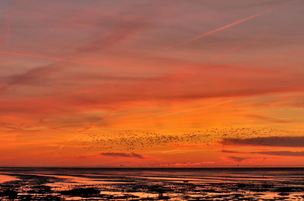 Gänse am Abendhimmel