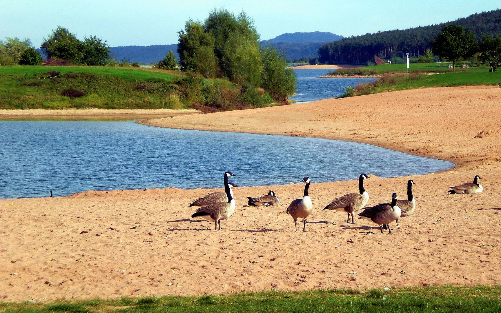 Gänse am Brombachsee