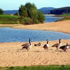 Gänse am Brombachsee