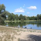 Gänse am Bruchsee in Heppenheim.