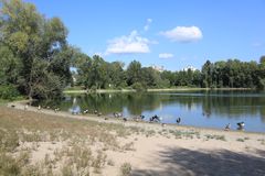 Gänse am Bruchsee in Heppenheim.