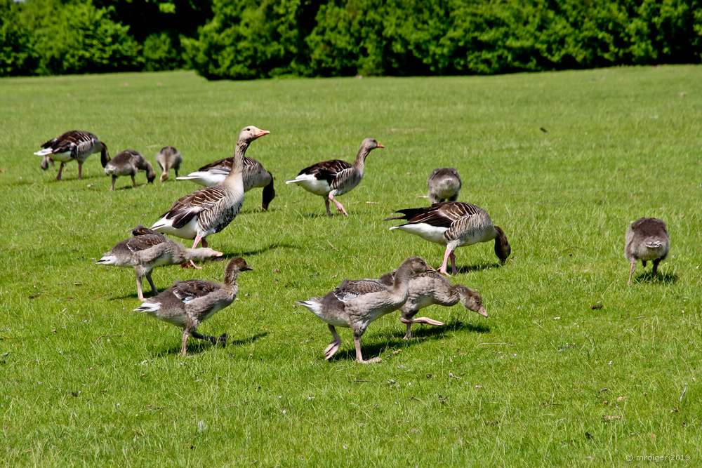 Gänse am Elfrather See