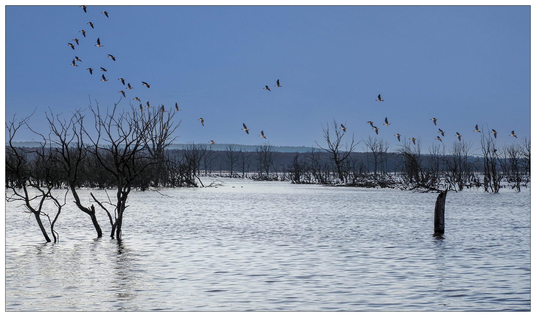 Gänse am Galenbecker See