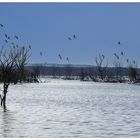 Gänse am Galenbecker See