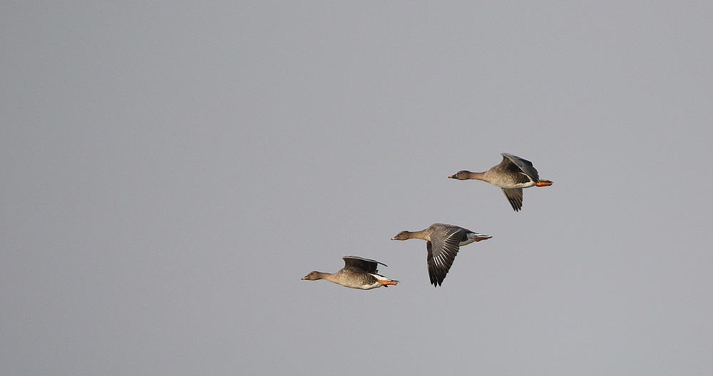 Gänse am Grimnitzsee