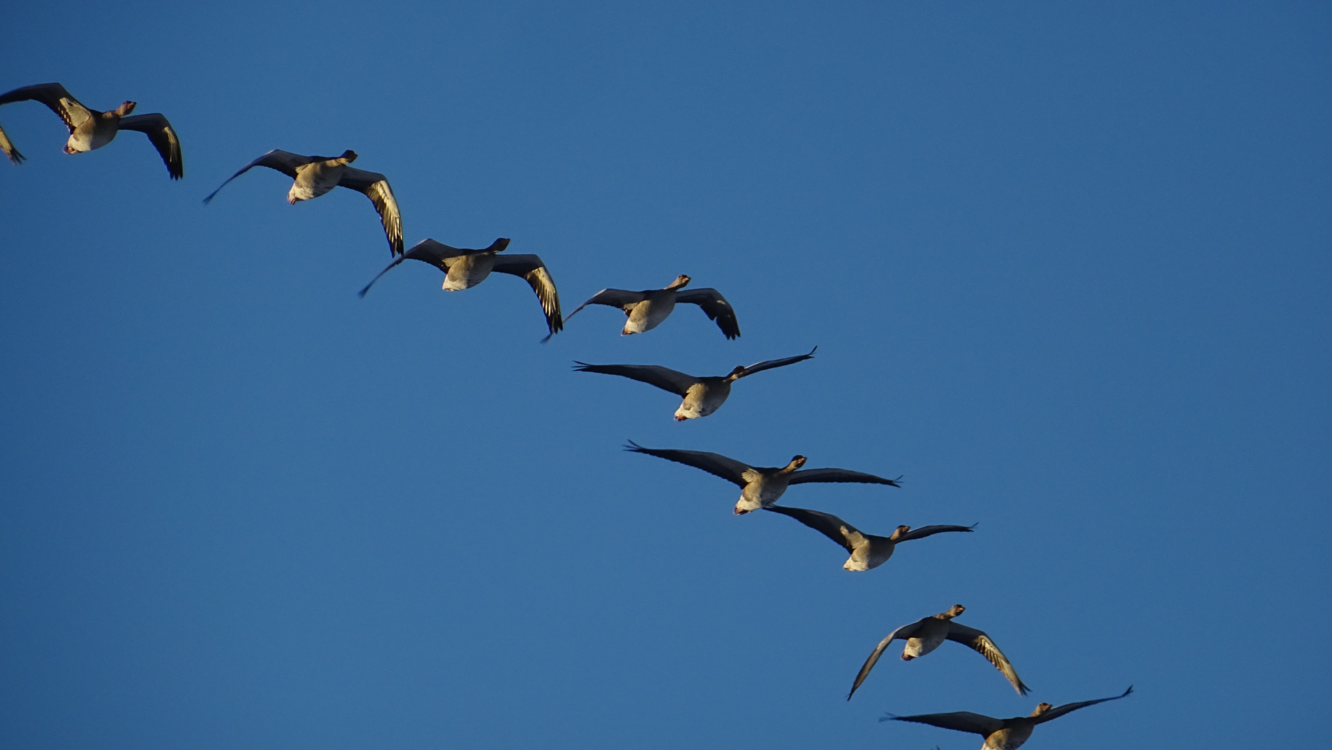 Gänse am Himmel