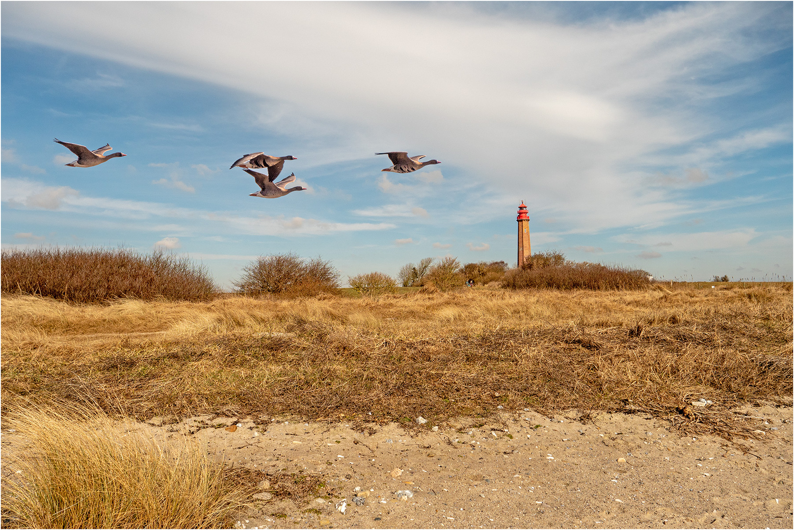 Gänse am Leuchtturm