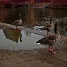 Gänse am Mainufer, Frankfurt