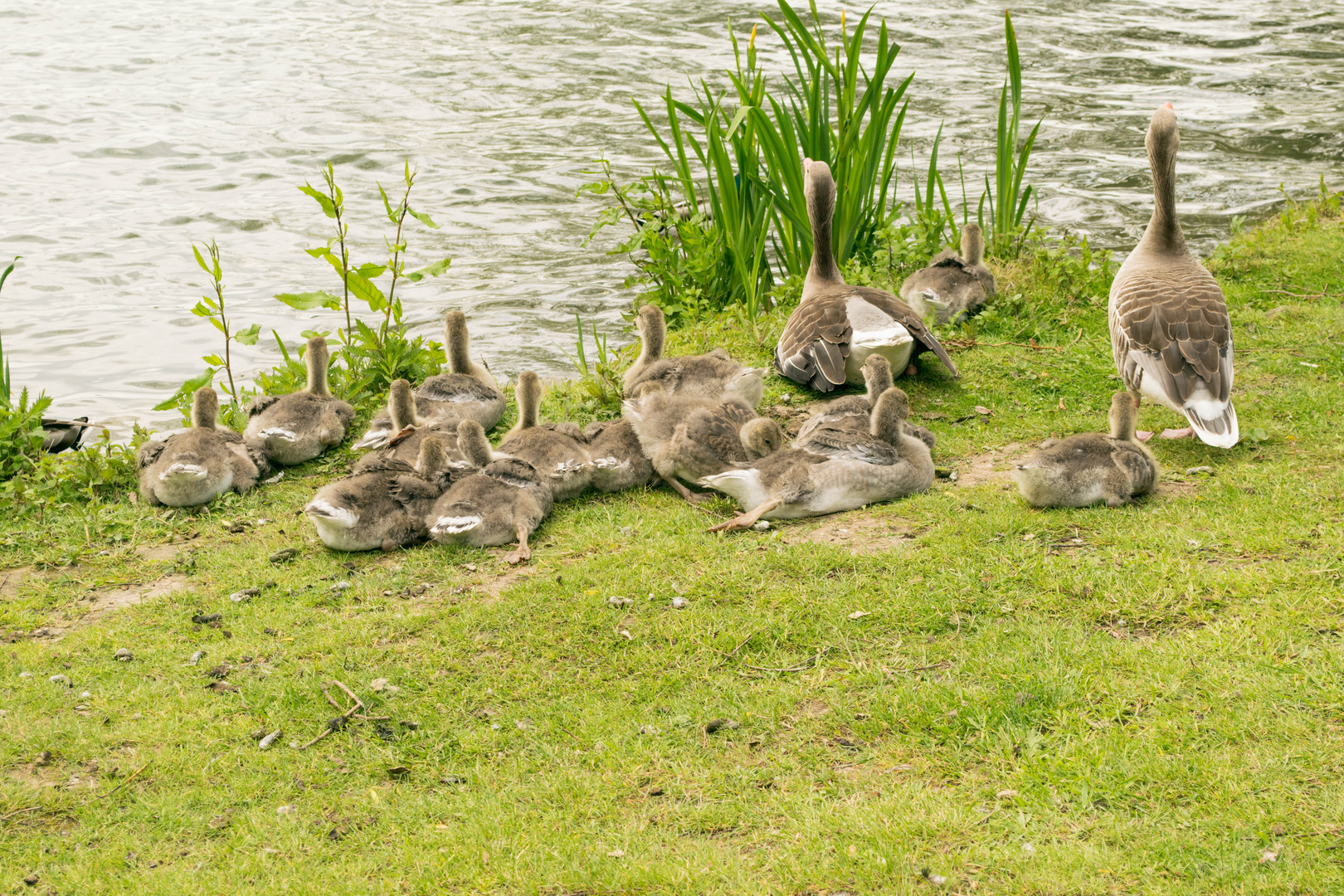 Gänse am Maschsee