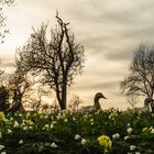 Gänse am Nachhauseweg