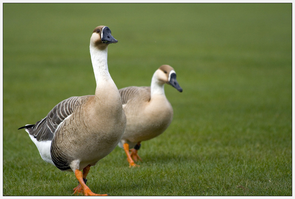 Gänse am Neckarufer