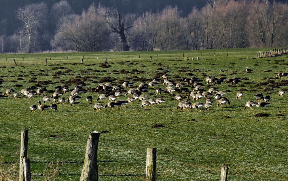 Gänse am Niederrhein