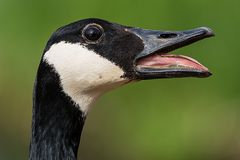 Gänse am Ökosee1