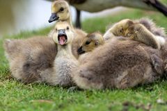 Gänse am Ökosee3