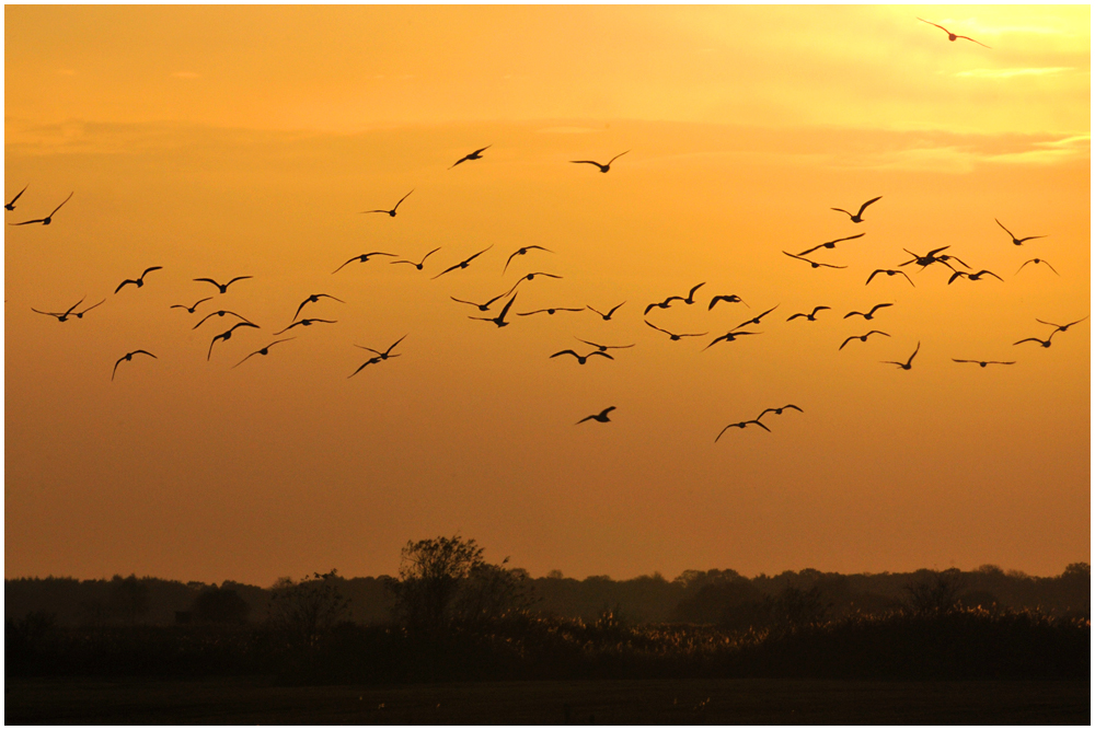 Gänse am  Oktoberhimmel