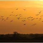 Gänse am  Oktoberhimmel