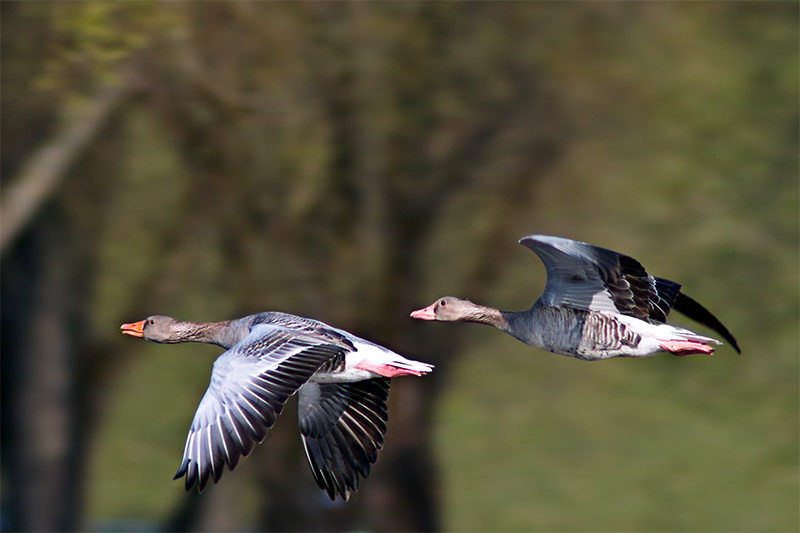 Gänse am Olympiasee