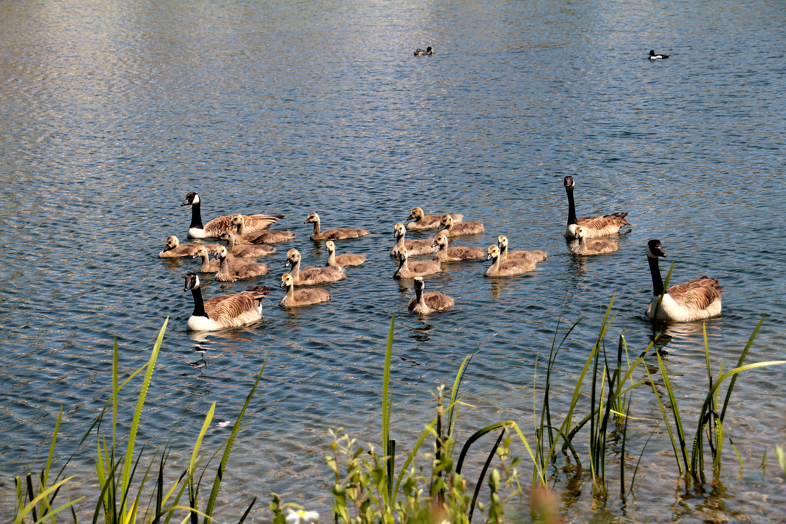 Gänse am Phoenixsee