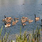 Gänse am Phoenixsee