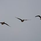 Gänse am Polder im Flug