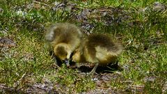 Gänse am Ratsteich