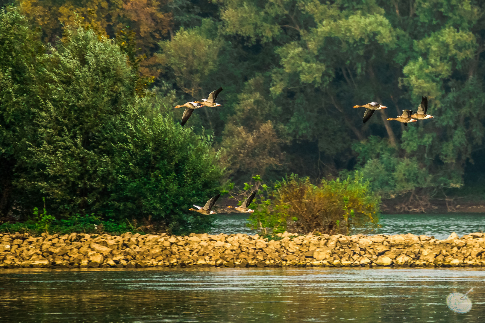 Gänse am Rhein