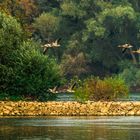 Gänse am Rhein