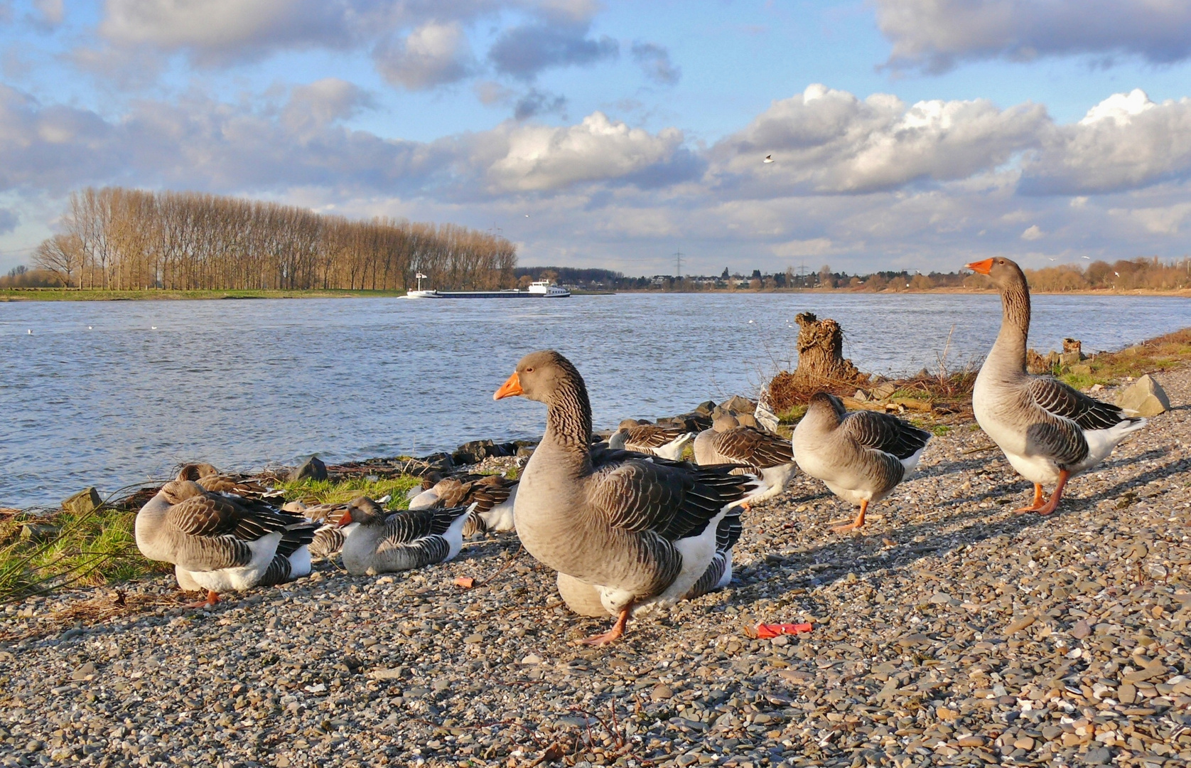 Gänse am Rheinufer in Monheim