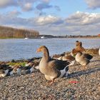 Gänse am Rheinufer in Monheim