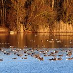 Gänse am Riedsee -1-  -Rastplatz für Gänse-