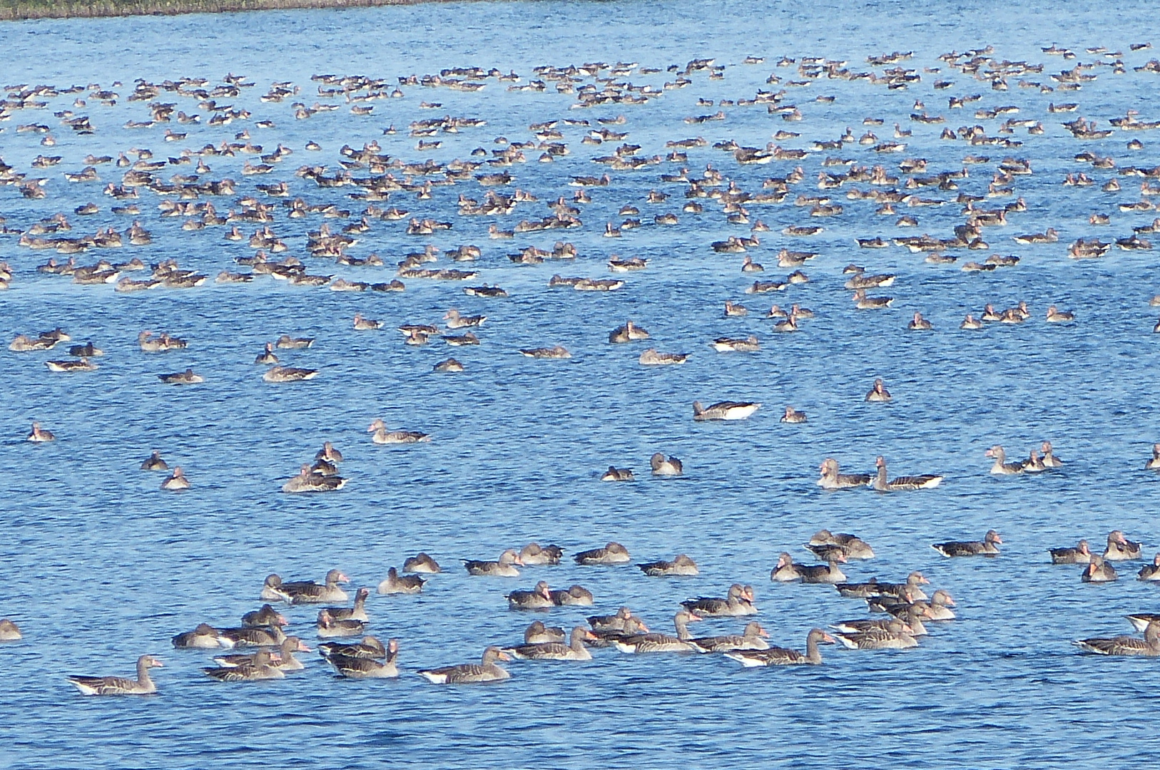 Gänse am Schlabendorfer See