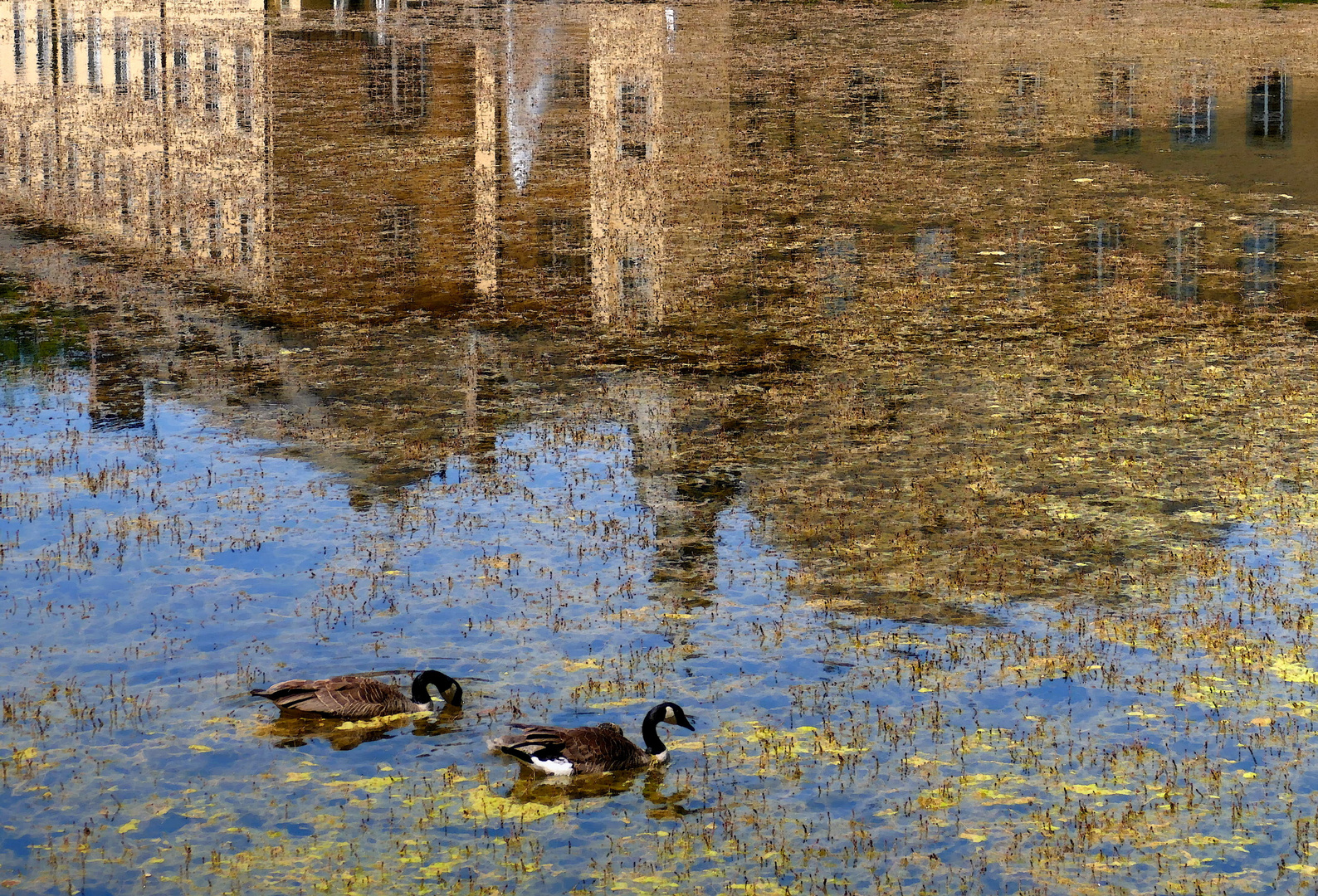 Gänse am Schloss