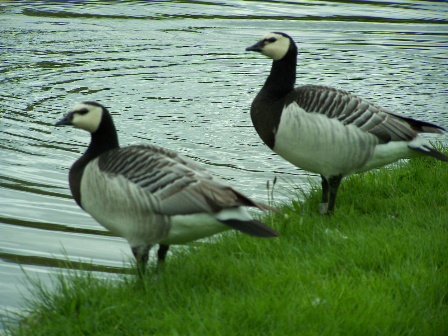 Gänse am See