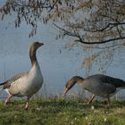 Gänse am See