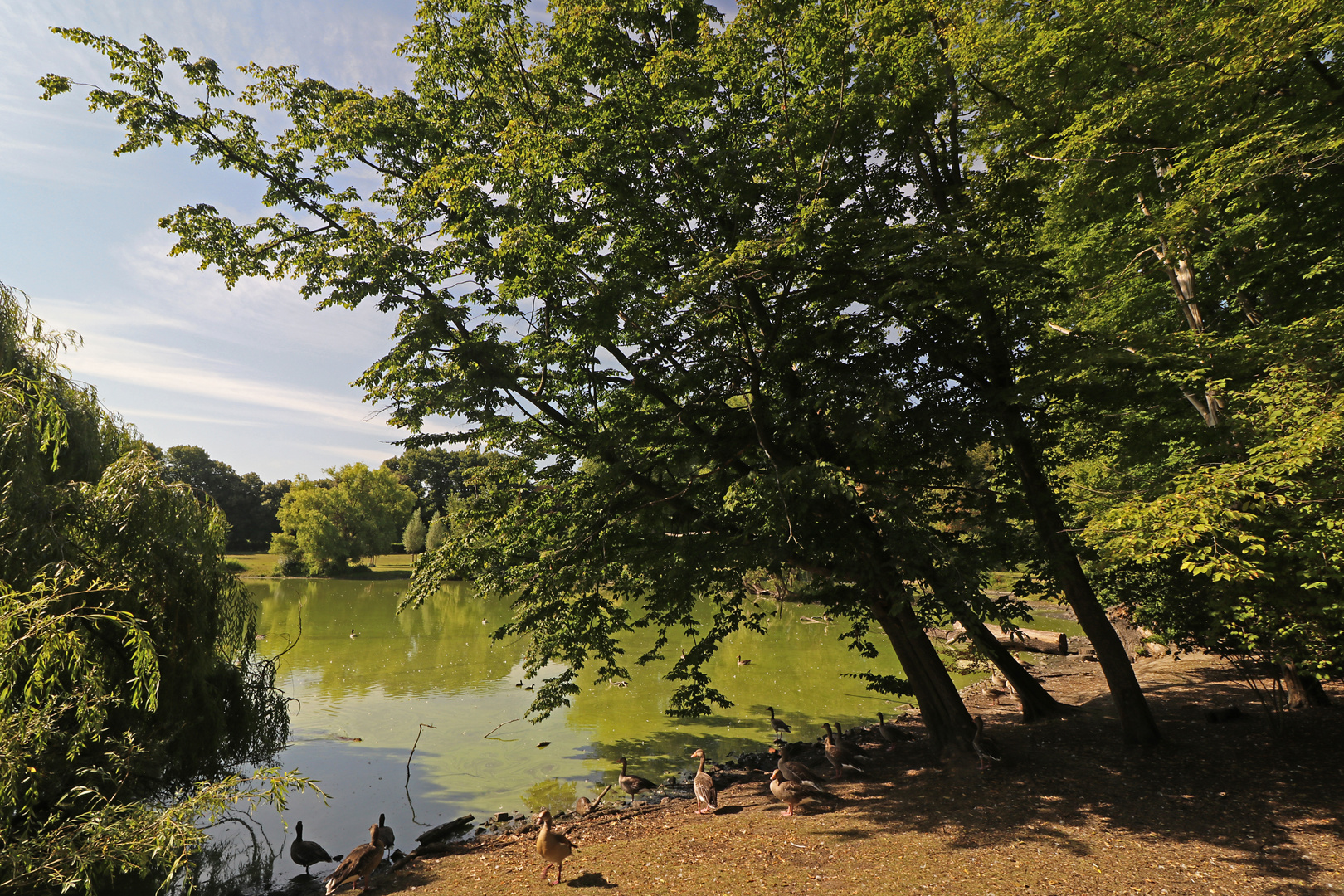 Gänse am Südteich