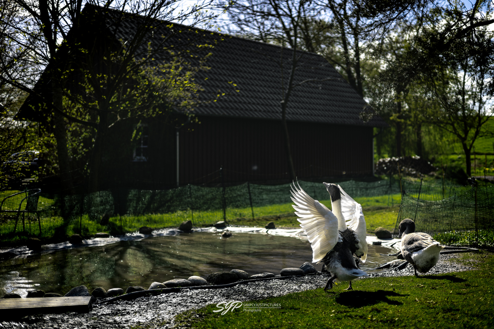 Gänse am Teich