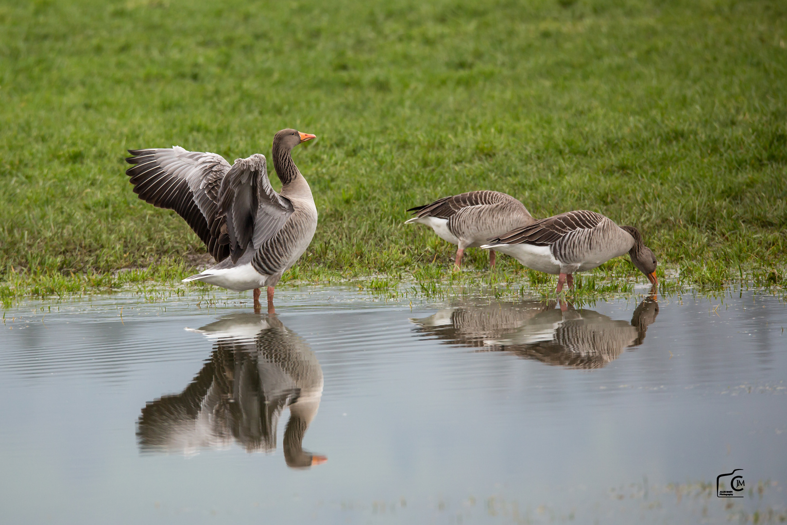 Gänse am Wasser