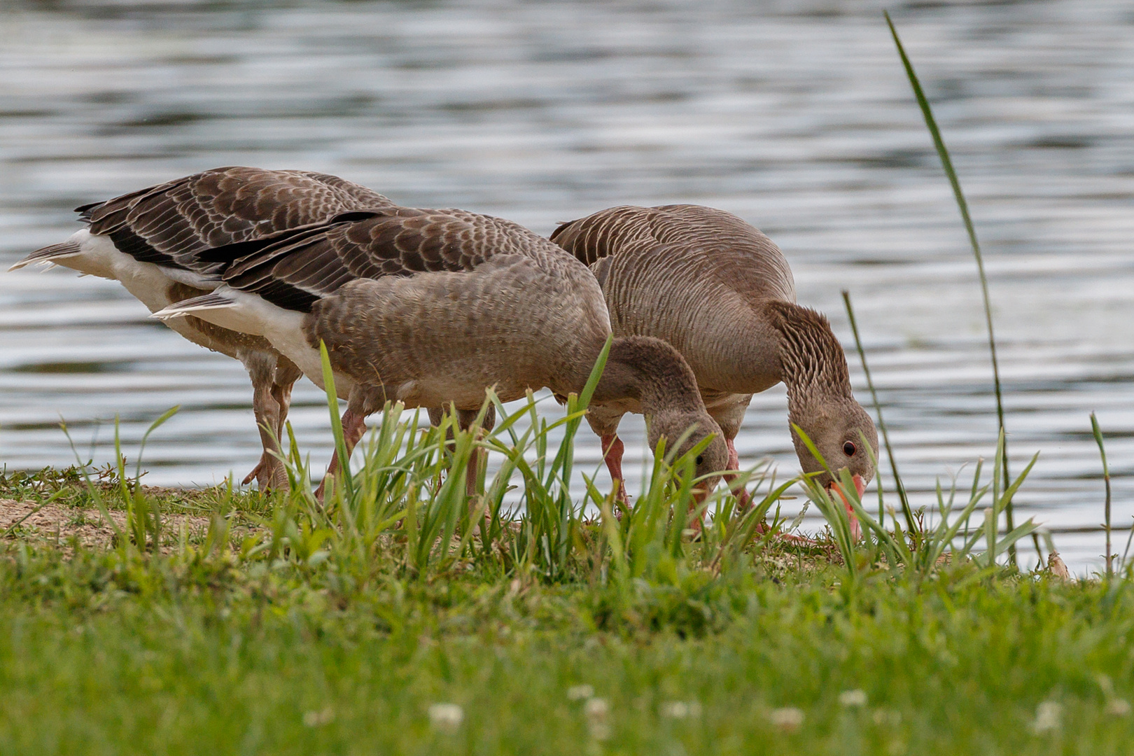 Gänse am Weiher-9321-3