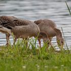 Gänse am Weiher-9321-3