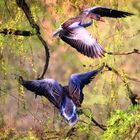  Gänse am Weiher