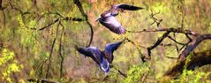  Gänse am Weiher