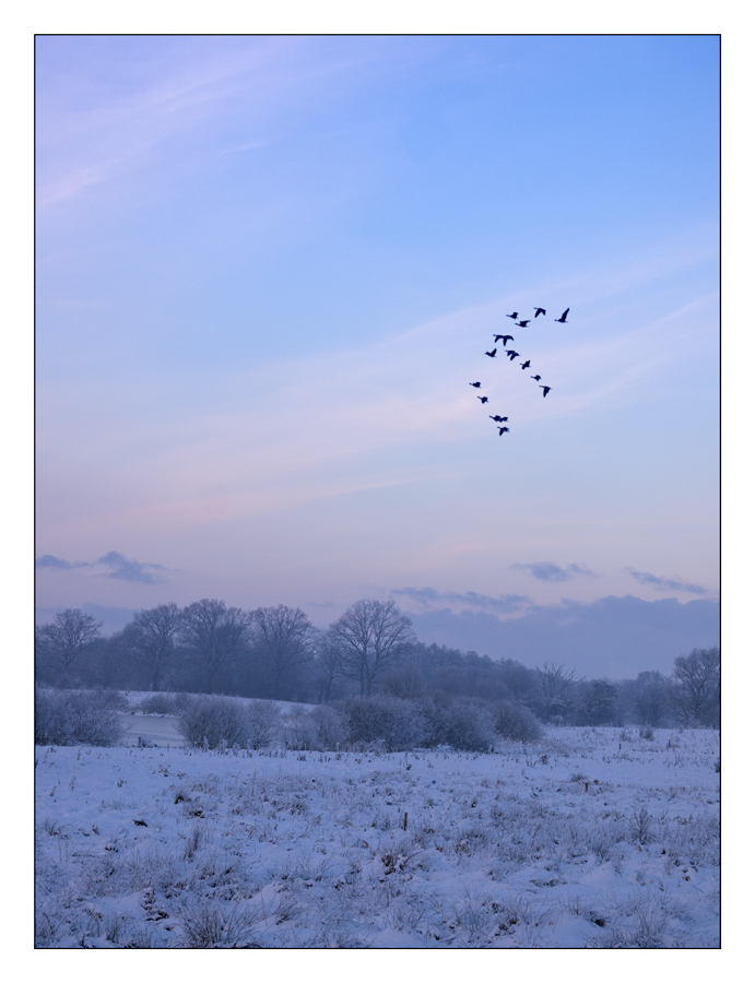 Gänse am Winterabend