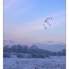 Gänse am Winterabend