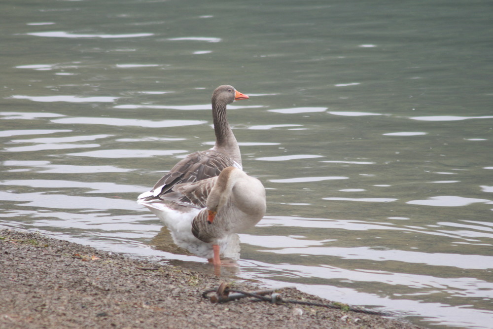 Gänse an der Bevertalsperre